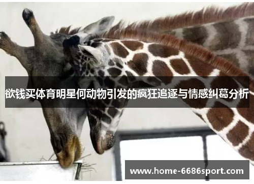 欲钱买体育明星何动物引发的疯狂追逐与情感纠葛分析